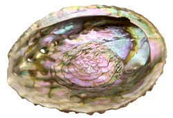 Muszla abalone różowa 12-15 cm