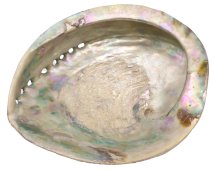Naturalna muszla abalone XL 15-16 cm