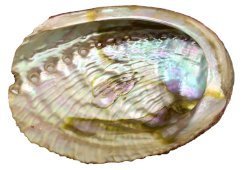 Naturalna zielona muszla abalone 'Haliotis' 10-12 cm
