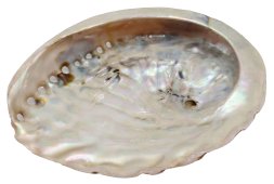 Naturalna muszla abalone 12-15 cm