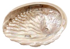 Naturalna muszla abalone 10-12 cm